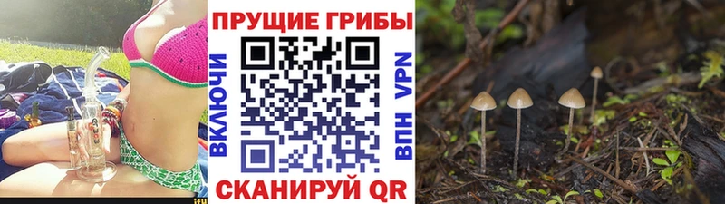 Купить закладки  Алзамай  Псилоцибиновые грибы MAGIC MUSHROOMS 